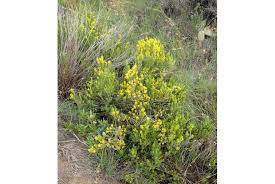 Image result for Felicia clavipilosa