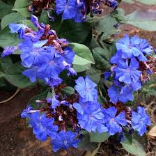 Bulbine frutescens is a perennial, but it has trouble withstanding anything more than a light frost. Hardy Plumbago Ceratostigma Plumbaginoides High Country Gardens