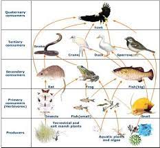 Give an example of an ecological niche of a beaver and a honeybee. Food Web In Terrestrial And Aquatic Ecosystem Food Web Food Webs Projects Webquest