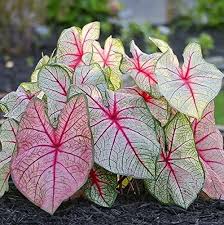 Amazon Com Caladium White Queen Mix Bulbs Classsic Elegance For Shady Gardens Elephant Ear 5 Garden Outdoor