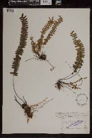 Image result for Asplenium normale