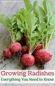 How To Grow Radishes From Seed Growing Radishes How To Grow Radishes Grow Radishes