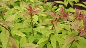 A brief description of the manhwa the live: Thotakura Photos Royalty Free Images Graphics Vectors Videos Adobe Stock