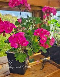 Image result for cuttings of geraniums