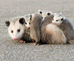 Mom and baby monito del monte @ colocolo @ colocolo opossum. Virginia Opossum San Diego Zoo Kids