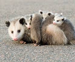 This expression alludes to the fact that the opossum falls into an apparent coma when caught, giving the appearance of death. Virginia Opossum San Diego Zoo Kids