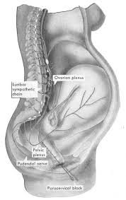 Image result for Paracervical Block