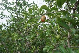 Image result for Lecaniodiscus fraxinifolius