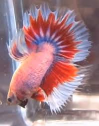 Maintain the nutrition of the fish by feeding them on time because that will. Betta Fish Facts And Different Types Of Betta Fish Aqua Movement