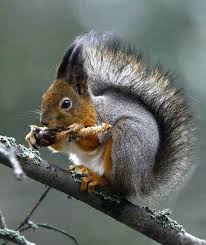 Pin Von Douglas Shelton Auf Ketri Tiere Erdmannchen Eichhornchen