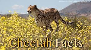 Cheetah Facts For Kids Adults Awesome Information Pictures Video Cheetah Facts For Kids Facts For Kids Animals