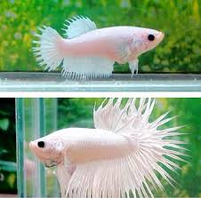 Pair Of Platinum Crowntail Bettas Betta Fish Betta Fish Tank