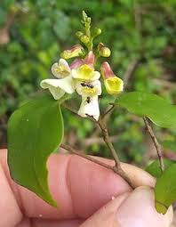 Image result for Thomandersia congolana