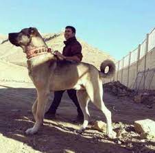Kangal Dog History Facts Personality Temperament Care Kangal Dog Dog Breeds Large Dog Breeds