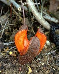 Image result for Hydnora