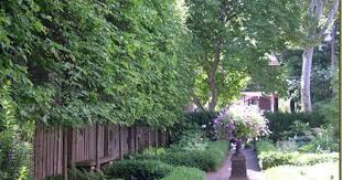 I did some searches and found sky holly japanese pencil trees, however i don't know where to actually buy. Pin On Garden