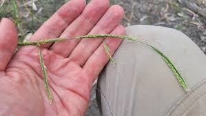 Image result for Eriochloa