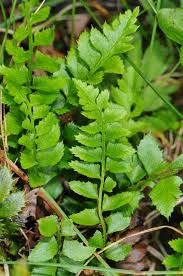 Image result for Lonchitis