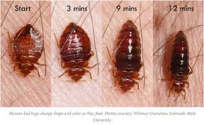 Call a pest professional for assistance in treating furniture you want to keep. Bed Bug Exterminators Price Bed Bug Removal Price Nyc Ny