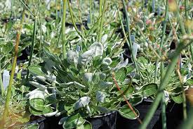 Image result for Eriosema angolense