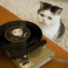 まこという名の不思議顔の猫 まこ 猫 おもしろい猫 子猫