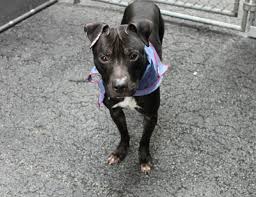 Clover A1069016 Dog Help Dog Movies Dog Adoption