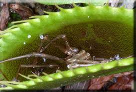 Flytraps, like all plants, get their food from the. The Mysterious Venus Flytrap