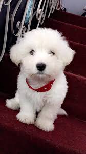 Advice from breed experts to make a safe choice. Pets Pakistan West Highland Terrier Puppy