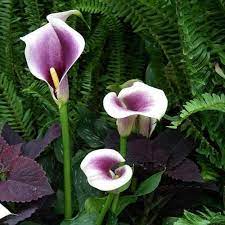 Picasso Calla Lily Bulbs Lily Plants Calla Lily Bulbs Lily Plant Care