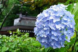 I first started experimenting with how to revive unlike many other flowers, hydrangeas produce a sticky sap that quickly clogs the end of the stem and doesn't allow the plant to properly drink water. Hydrangea Plant Flowers Rainy Season Hydrangeas Rain Drop Of Water Rainy Season In Tokyo Summer Blue Pxfuel