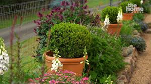 Image result for Dyschoriste thunbergiiflora