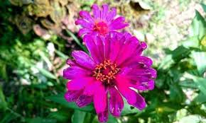 Maybe you would like to learn more about one of these? Photography Bunga Cantik Yang Sangat Anggun Dan Mempesona Steemit