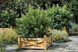 Image result for Escallonia