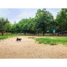 dog run ドックランを全くランしないさくら店長 犬 さくら店長 country roads road country