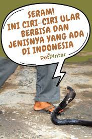 Seram Dan Berbahaya Ini 7 Ciri Ciri Ular Berbisa Dan Jenisnya Yang Ada Di Indonesia Jenis Ular Pengetahuan