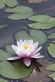 Image result for Nymphaea heudelotii