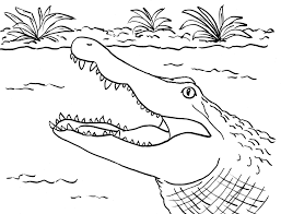 Download this premium vector about alligator coloring page, and discover more than 10 million professional graphic resources on freepik. Alligator Coloring Page Art Starts