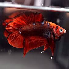 Fancy Super Red Koi Double Tail Plakat Dtpk Male Betta Youtube This Beautiful Betta Was Imported From Thailand Natural Of Betta Cle Betta Fish Betta Fish