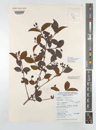 Image result for Psorospermum