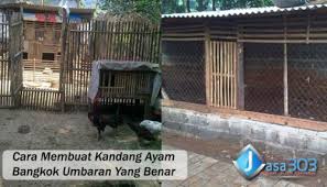 Dalam beternak ayam joper, terdapat dua jenis kandang yang dibutuhkan yaitu kandang box yang. Cara Membuat Kandang Ayam Bangkok Umbaran Yang Benar
