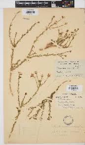 Image result for Osteospermum muricatum