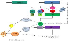 Including transparent png clip art, cartoon, icon, logo, silhouette, watercolors, outlines, etc. Analysis Of The Vitis C Repeat Binding Factor Cbf Genes And Their Potential Roles In Both The Cbf And Stomatal Development Pathways Semantic Scholar