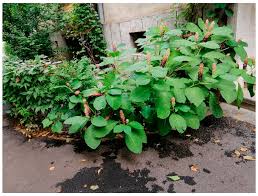 Image result for Phytolacca dodecandra