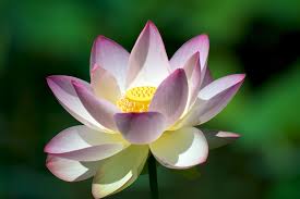 This type of lotus flower grows in various parts of east africa and southeast asia. Lotus 11 Facts About Vietnam S National Flower