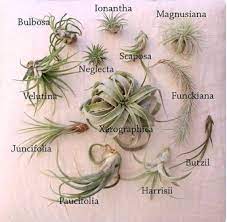 In the wild, tillandsias colonize objects such as rocks and trees by clinging onto them with their roots. Pin By Jennifer Demeranville On Garden Primers Air Plants Air Plants Diy Air Plants Care
