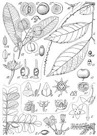 Image result for Haplocoelum