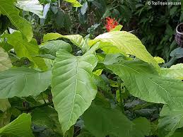 Image result for Pisonia