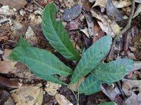 Image result for Massularia