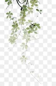 Aesthetic Black And White Flower Transparent Background Leaves Png Leaves Transparent Clipart Free Download Eucalyptus Polyanthemos Royalty Free Watercolor Paintin Plant Drawing Plant Leaves Flower Garden Plants