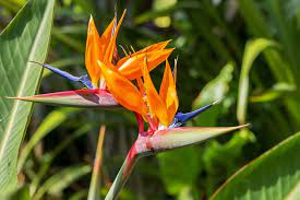 Voici comment bien planter votre strelitzia! Oiseau De Paradis Strelitzia Planter Entretenir Rempoter Et Faire Fleurir